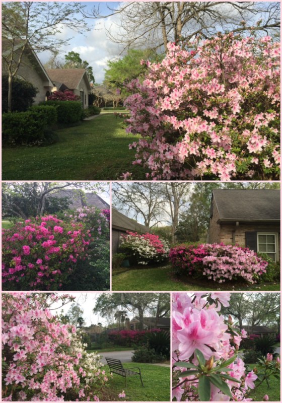 Azalea Collage