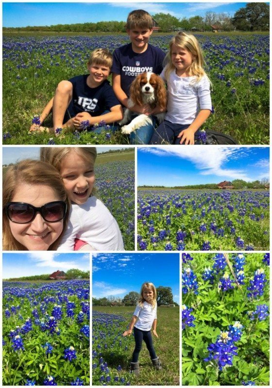 Bluebonnet Collage 2016