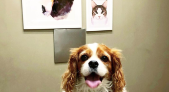 Saved by the Dog